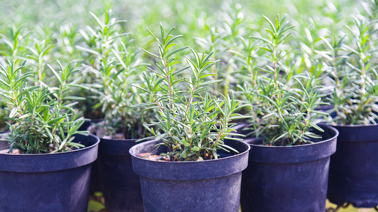 Multiple rosemary plants sit in pots.