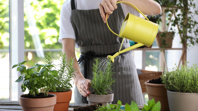 A person is watering a rosemary plant.