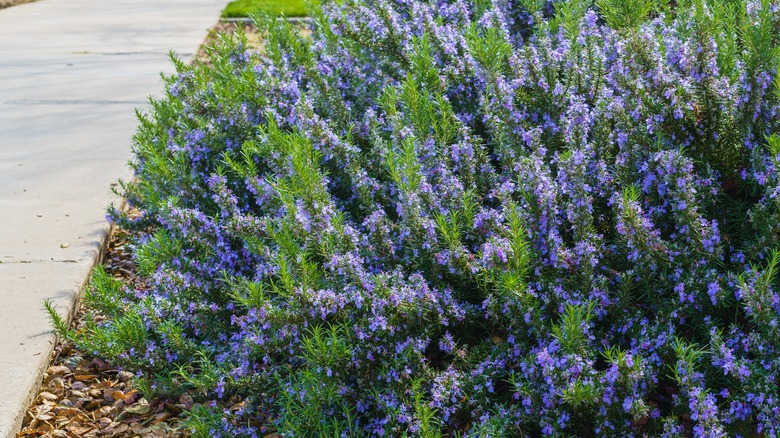 A large rosemary bush near a sidewalk.