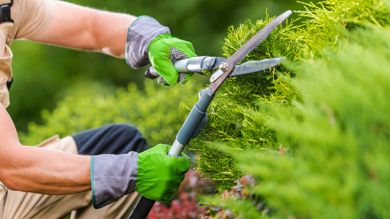 hands trimming bushes