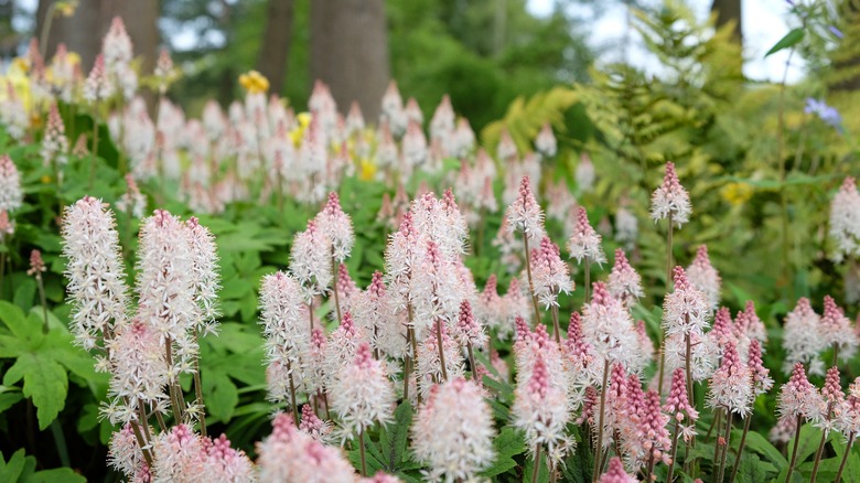 foamflower in bloom