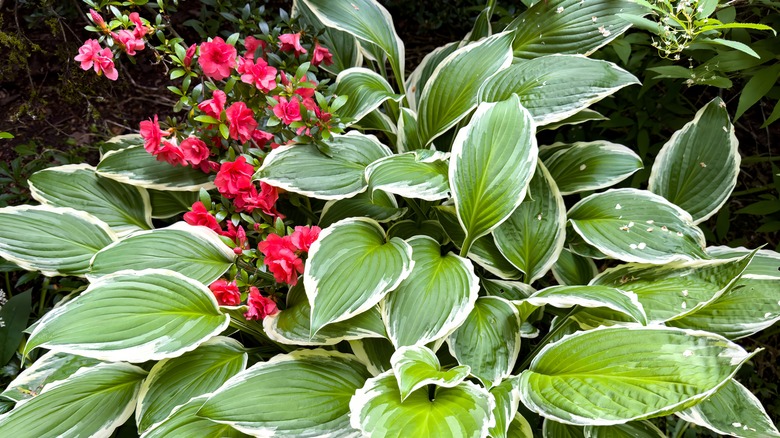 red azalea and hostas