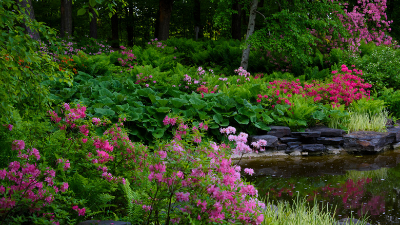 azaleas and hostas in garden