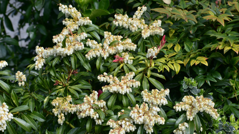 Japanese pieris in bloom