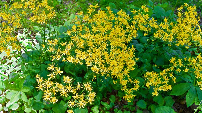 Golden groundsel showing a profusion of bright yellow flowers