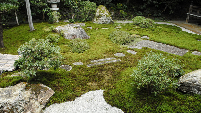 moss in a Japanese style garden