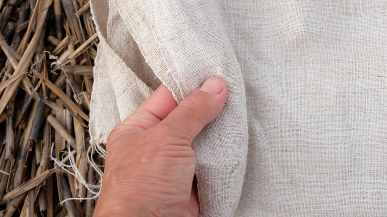 Person touching a hemp fabric with the plant in the background