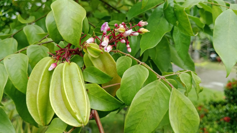 Closeup showing the flowers, leaves, and immature fruits on a star fruit tree