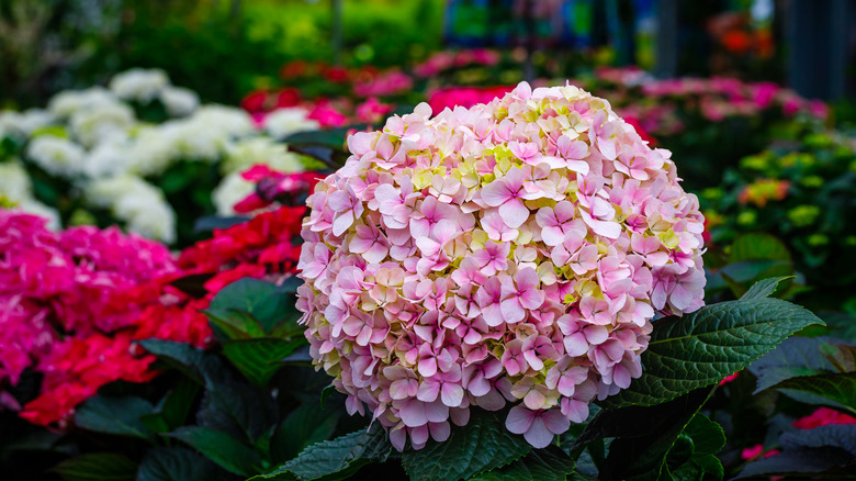 Close up of a pink 'Avant Garde' hydrangea flower