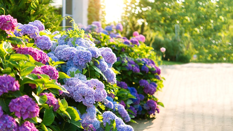 Colorful hydrangeas in a landscape