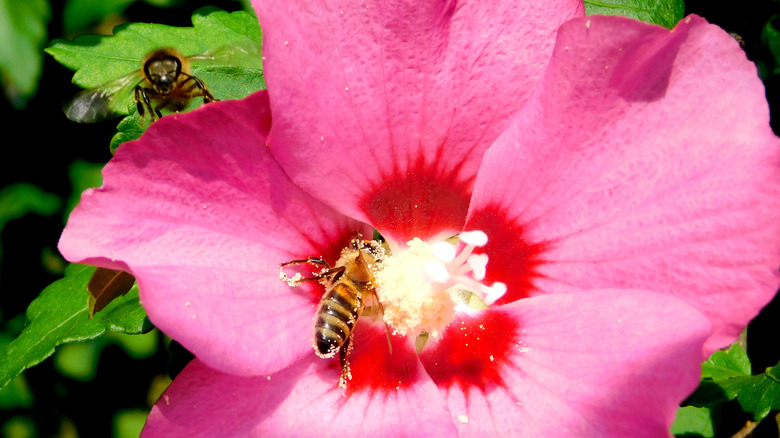 bees eating rose mallow pollen