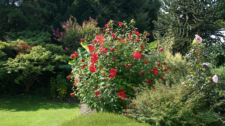 hibiscus moscheutos shrub in garden