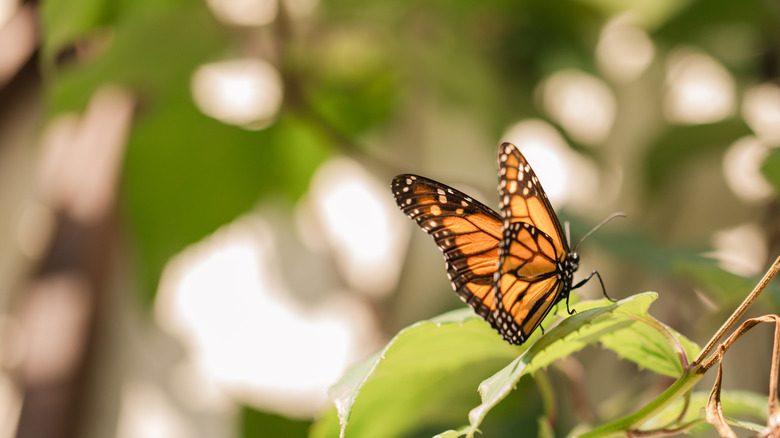Monarch butterfly visiting a garden