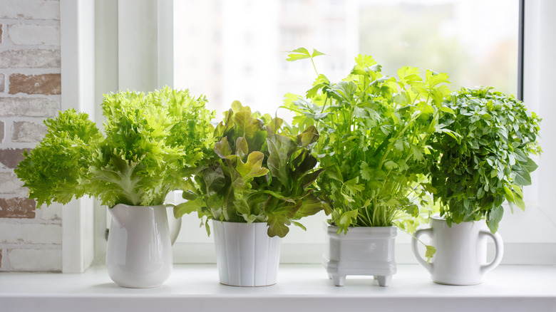 Herbs grow in sunny window