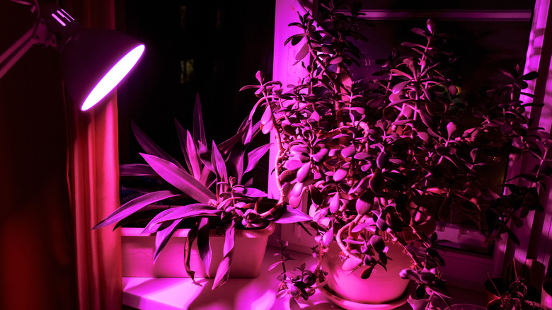 Grow light on houseplants