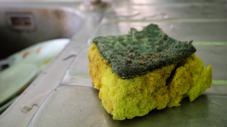 Dirty kitchen sponge lying on sink