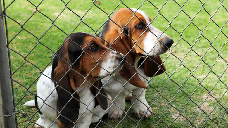 Dogs behind chain link fence