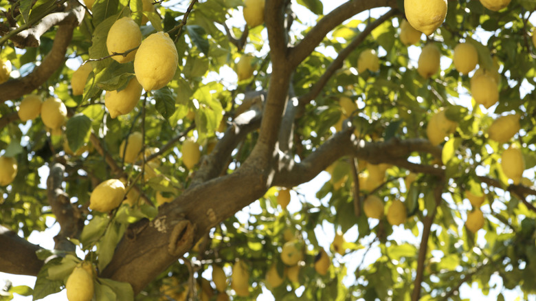 healthy lemon tree