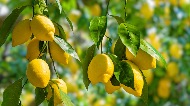 lemons on tree