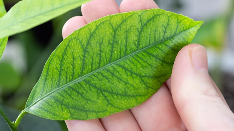 hand holding lemon leaf with iron chlorosis