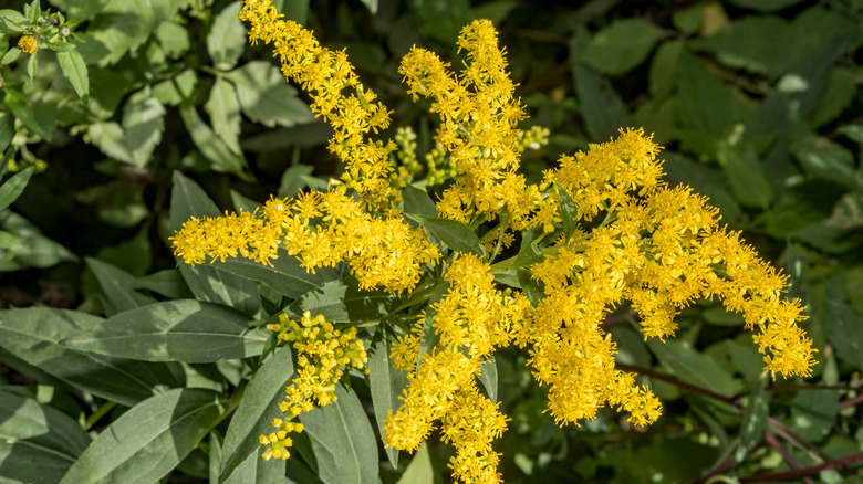 The Simple Cardboard Trick That Will Get Rid Of Goldenrod Weed For Good