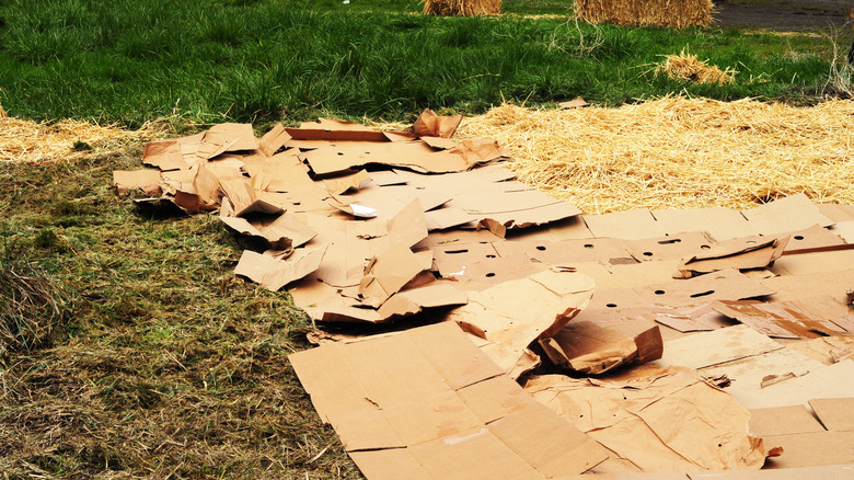 cardboard sheet mulch