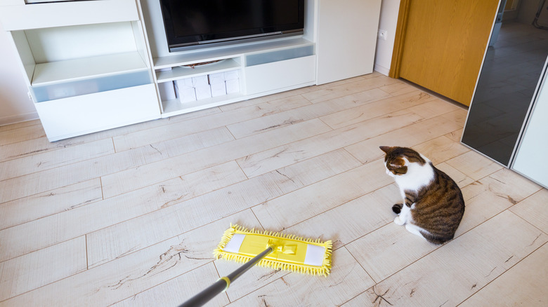 Person dust mops with cat