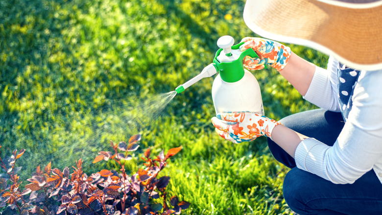 Woman wearing gloves spraying plants with spray bottle