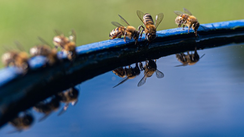 bees at birdbath