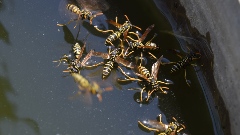 Wasps in water