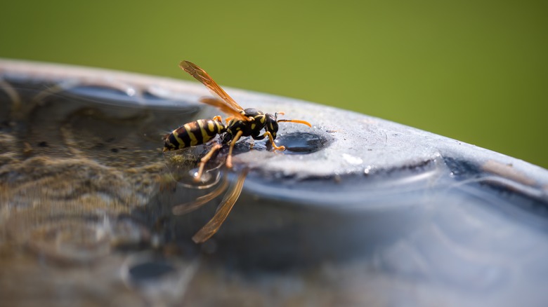 Wasp drinking at birdbath