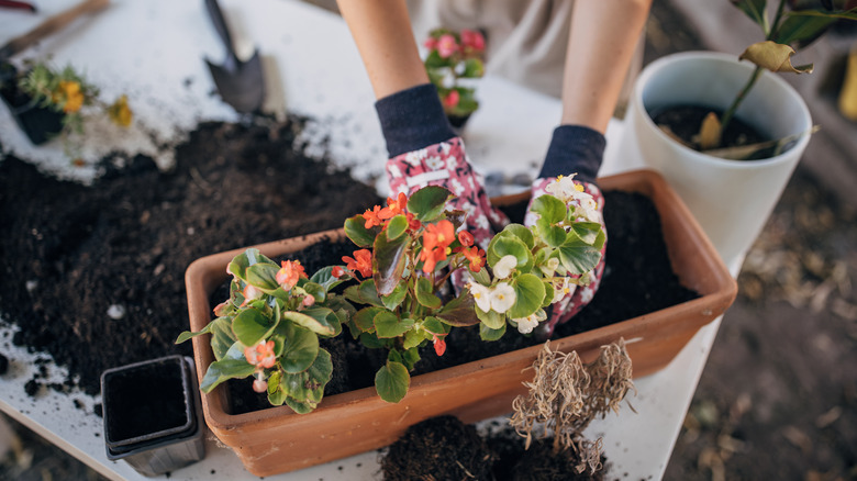 person planting flowers in container