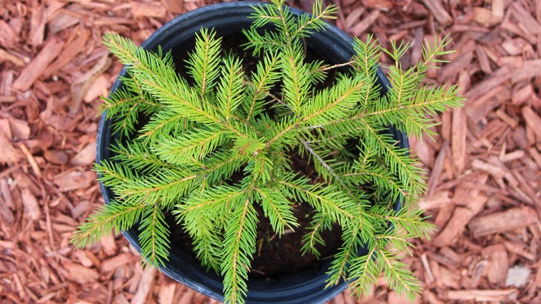 red spruce in pot surrounded by mulch