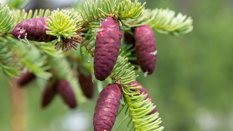 close up of red spruce cones
