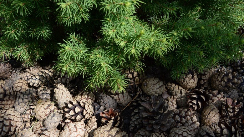 Outdoor pine cone mulch