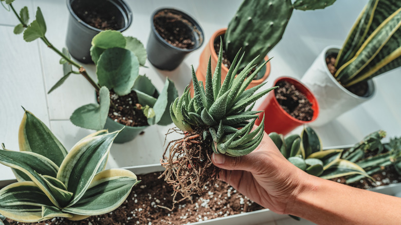 Cactus ready for planting