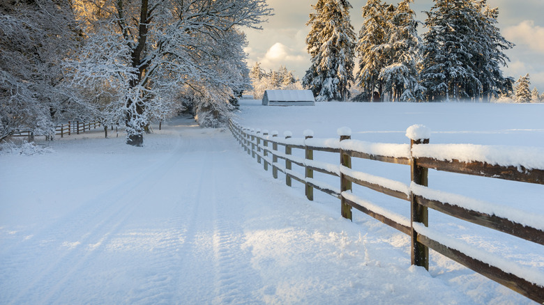 Snow on ground and wooden fence leading to trees and farmhouse in the distance