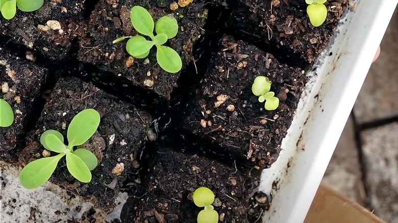 soil blocks with seedlings