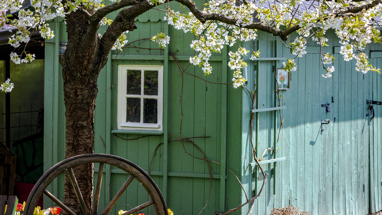 Shed in a backyard