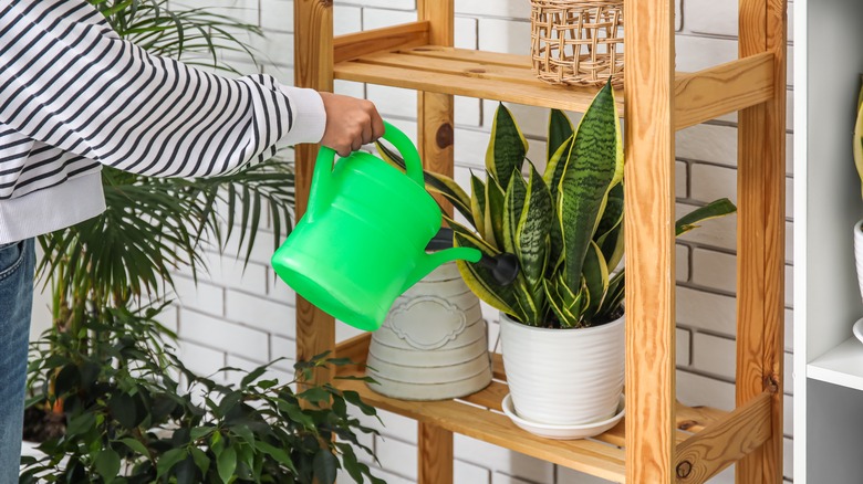 watering plants on wooden shelf