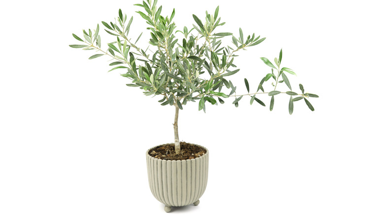 potted olive tree