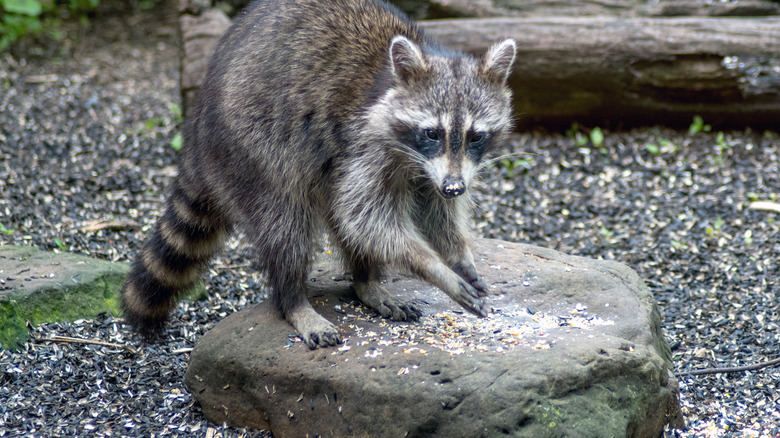 A raccoon eating bird seed on a rock