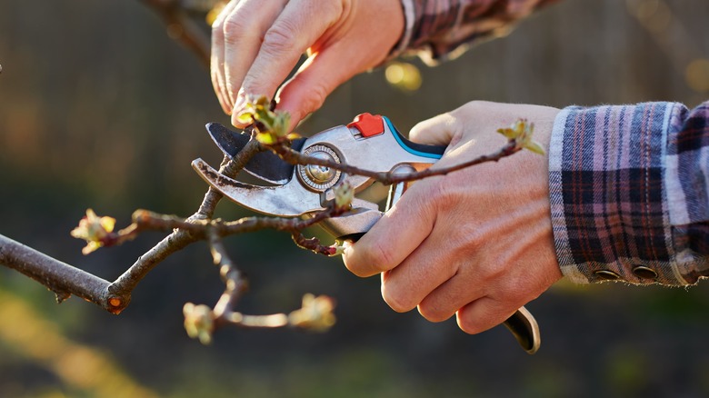 pruning with garden hand shears