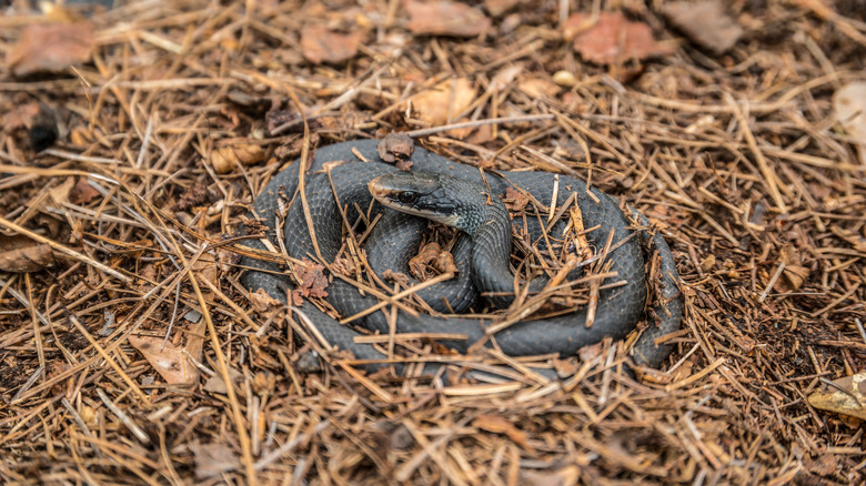 snake in pine mulch