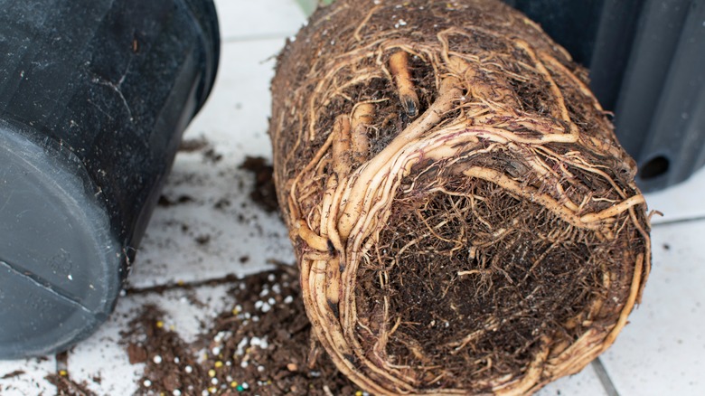 Repotting rootbound plant in container