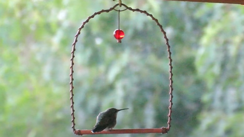 Hummingbird on perch