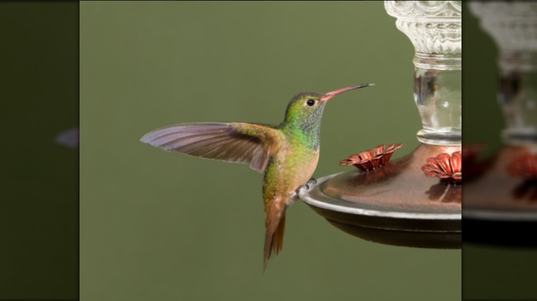 Hummingbird on a feeder perch