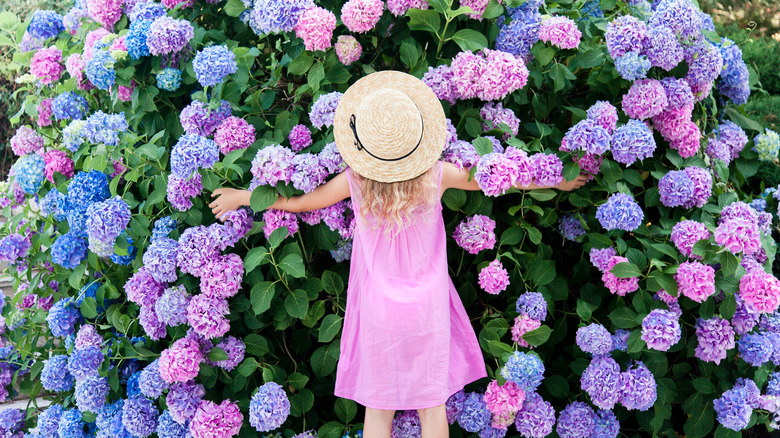 Child hugging hydrangea bush