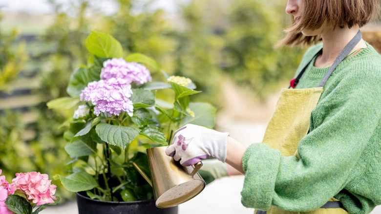 Person watering purple potted hydrangea