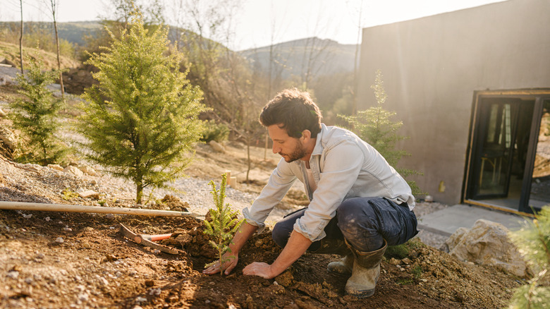 Man plants a tree in his backyard